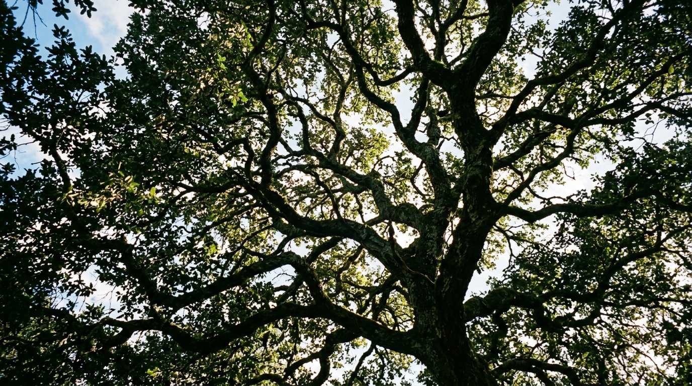 Looking up into the canopy of a coast live oak